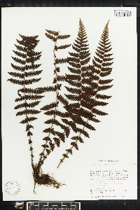 Image of Thelypteris inabonensis