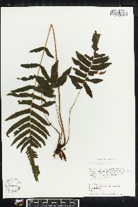 Thelypteris tetragona image