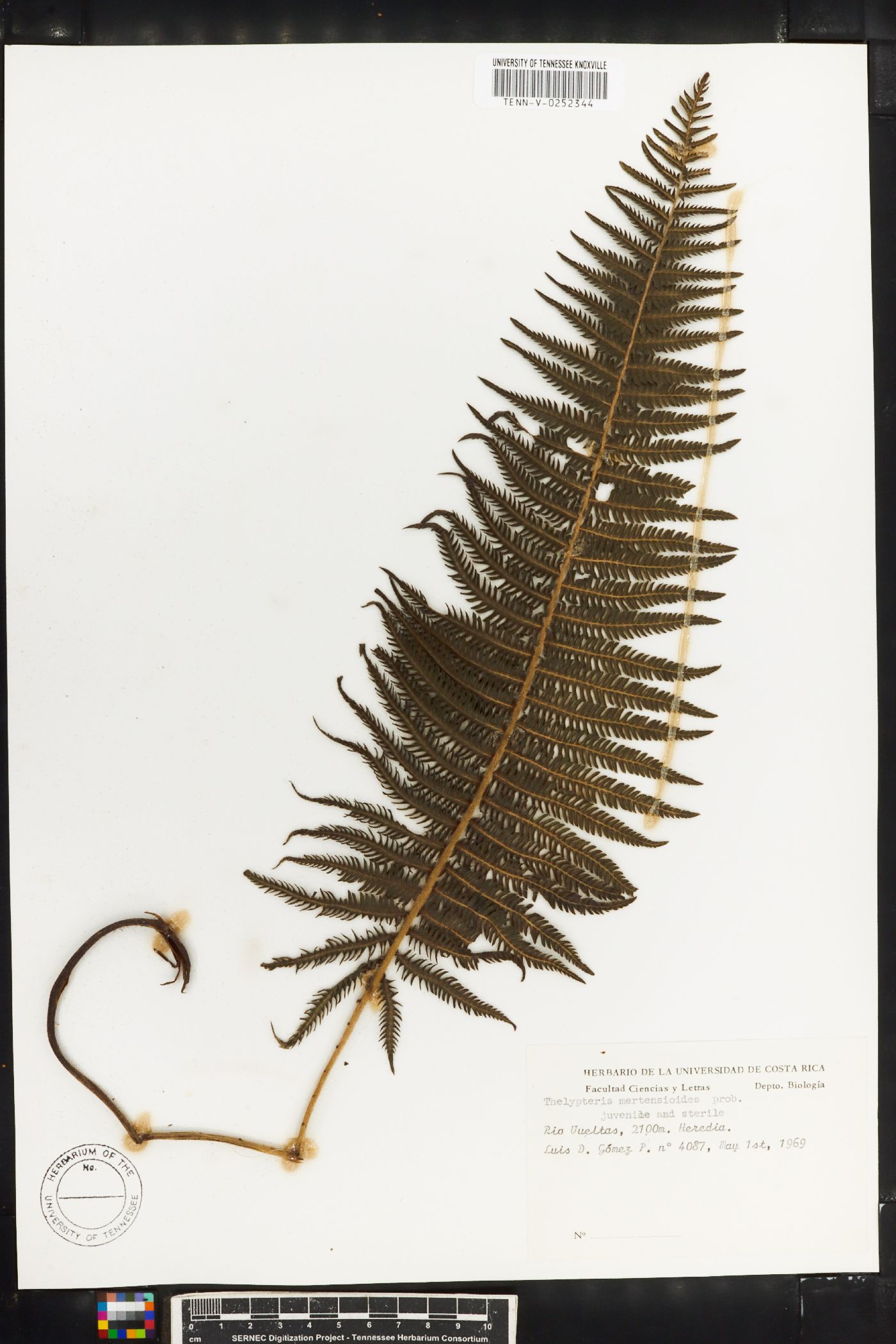 Amauropelta mertensioides image