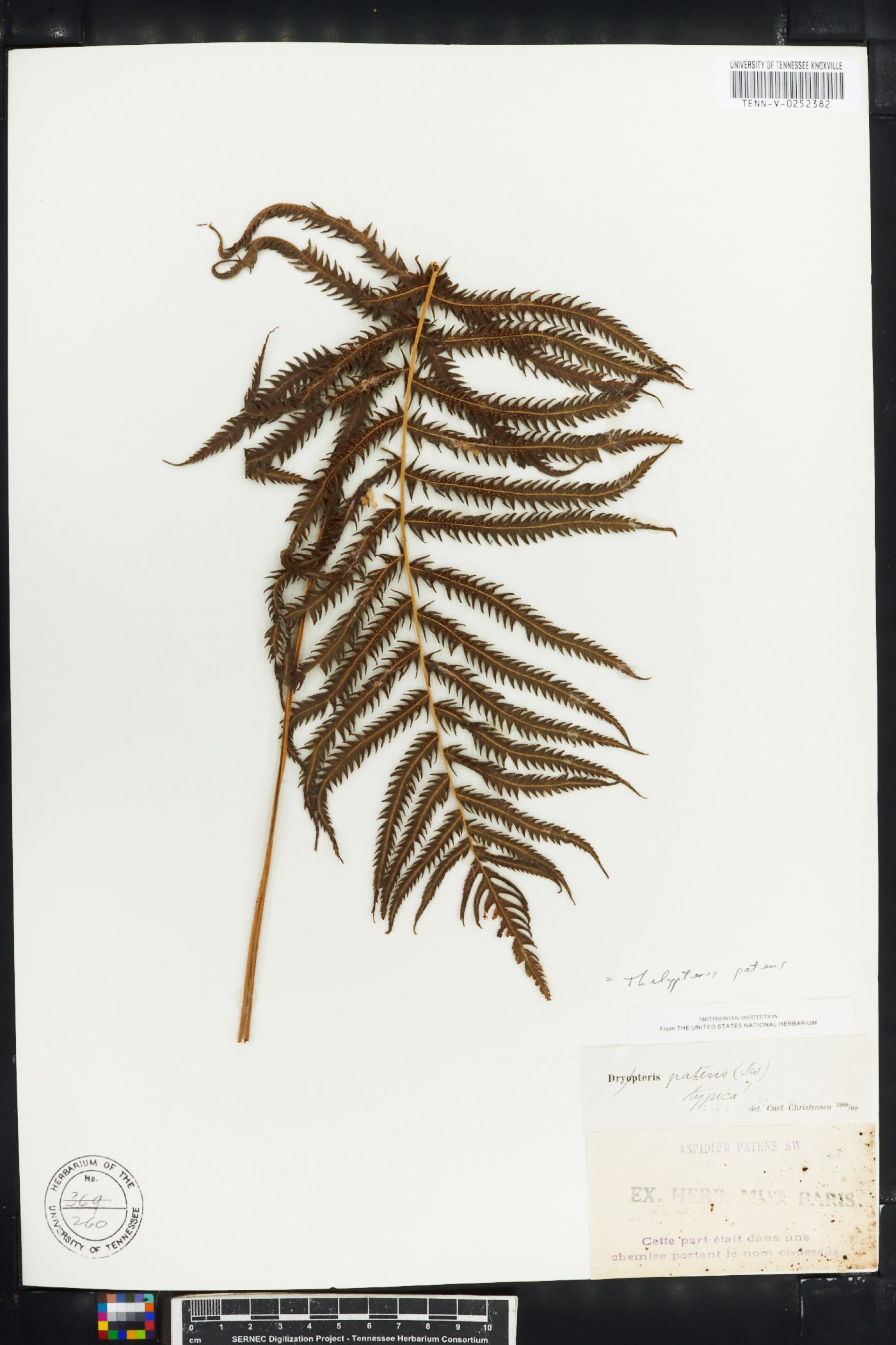Thelypteris patens image
