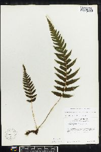 Thelypteris pilosa image