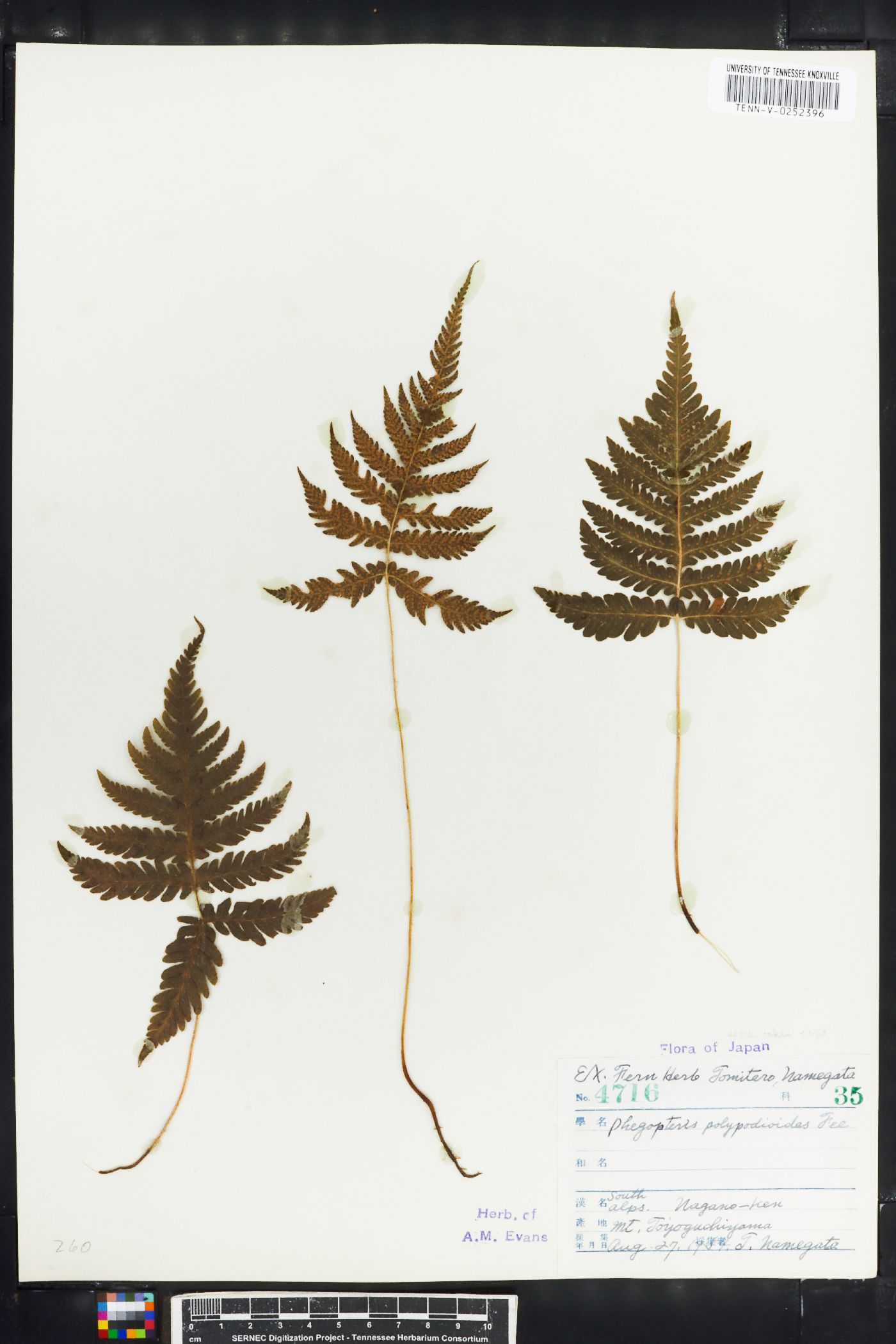 Thelypteris polypodioides image