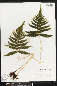 Thelypteris phegopteris image