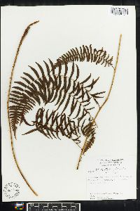 Thelypteris pteroidea image