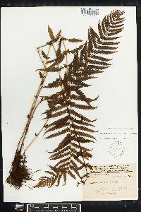 Thelypteris resinifera image