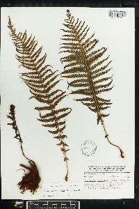 Thelypteris resinifera image