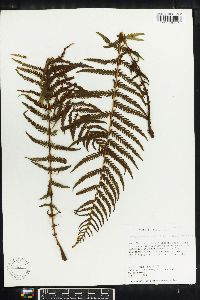 Thelypteris resinifera image