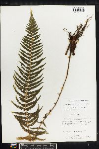 Thelypteris resinifera image