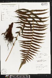 Thelypteris resinifera image