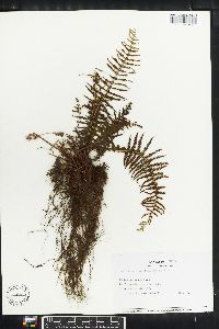 Thelypteris resinifera image
