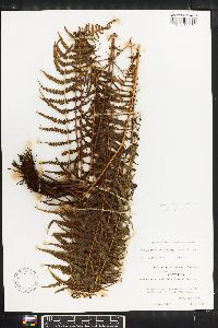 Thelypteris resinifera image