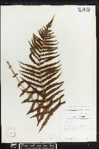 Thelypteris resinifera image
