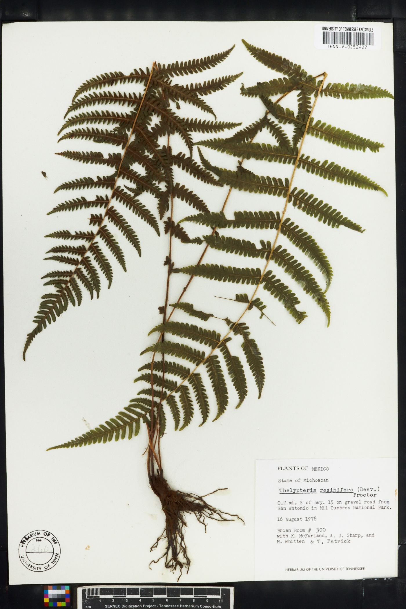 Thelypteris resinifera image