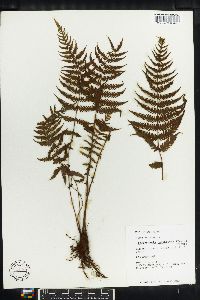 Thelypteris resinifera image