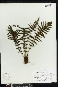 Thelypteris rheophyta image