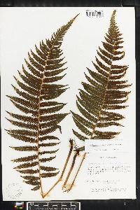 Thelypteris rudis image