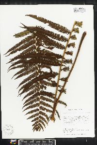 Thelypteris rudis image