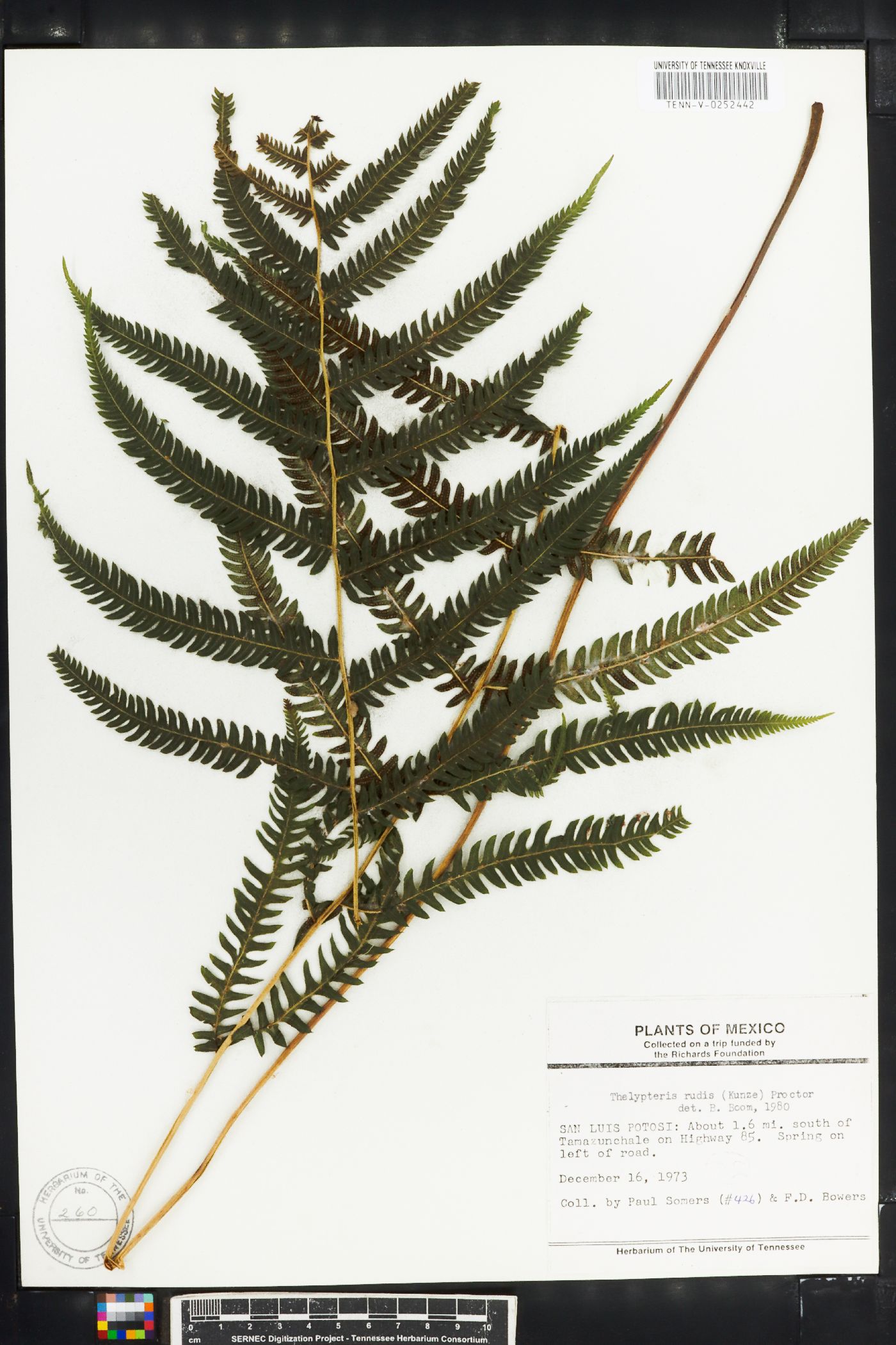 Thelypteris rudis image