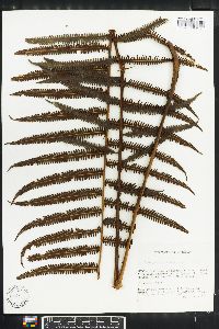 Thelypteris rudis image