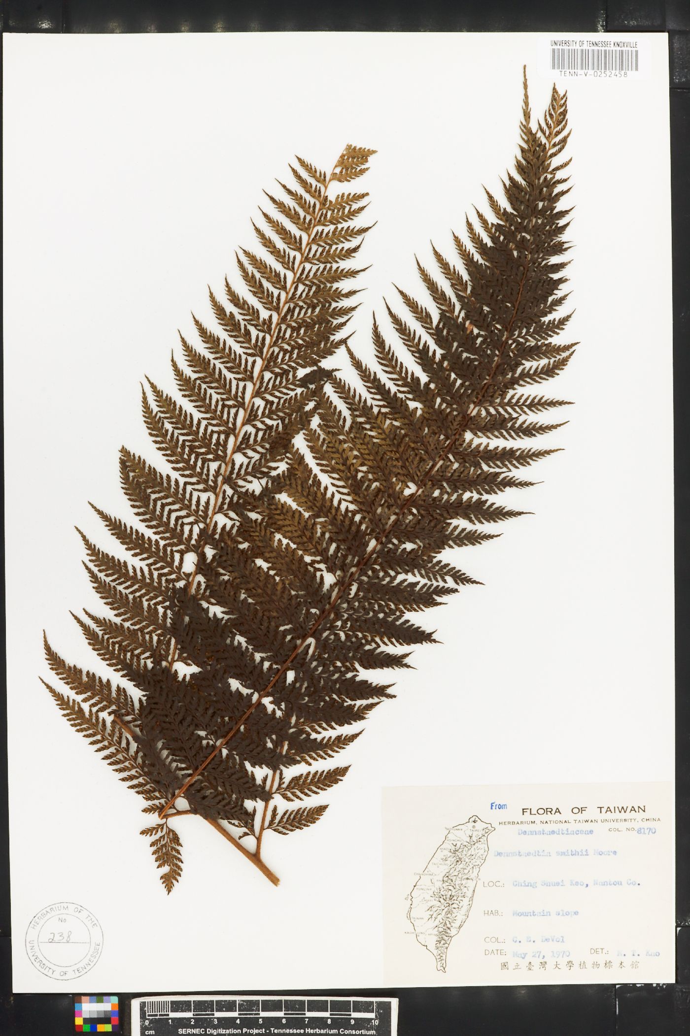 Dennstaedtia smithii image