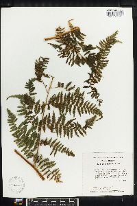 Hypolepis repens image