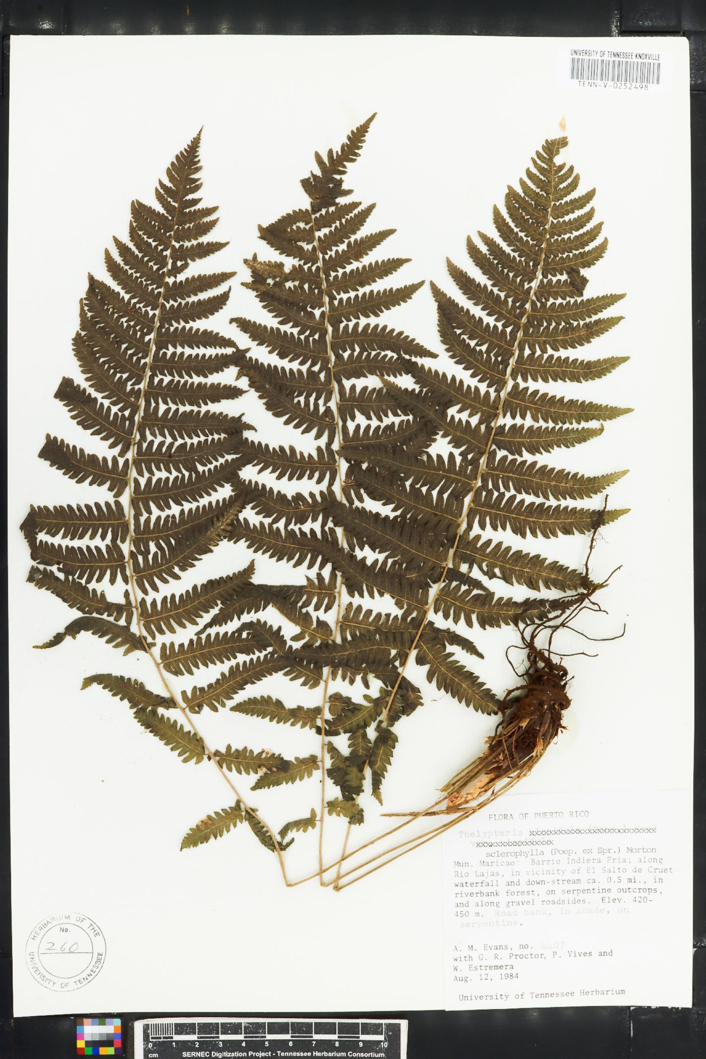 Thelypteris sclerophylla image