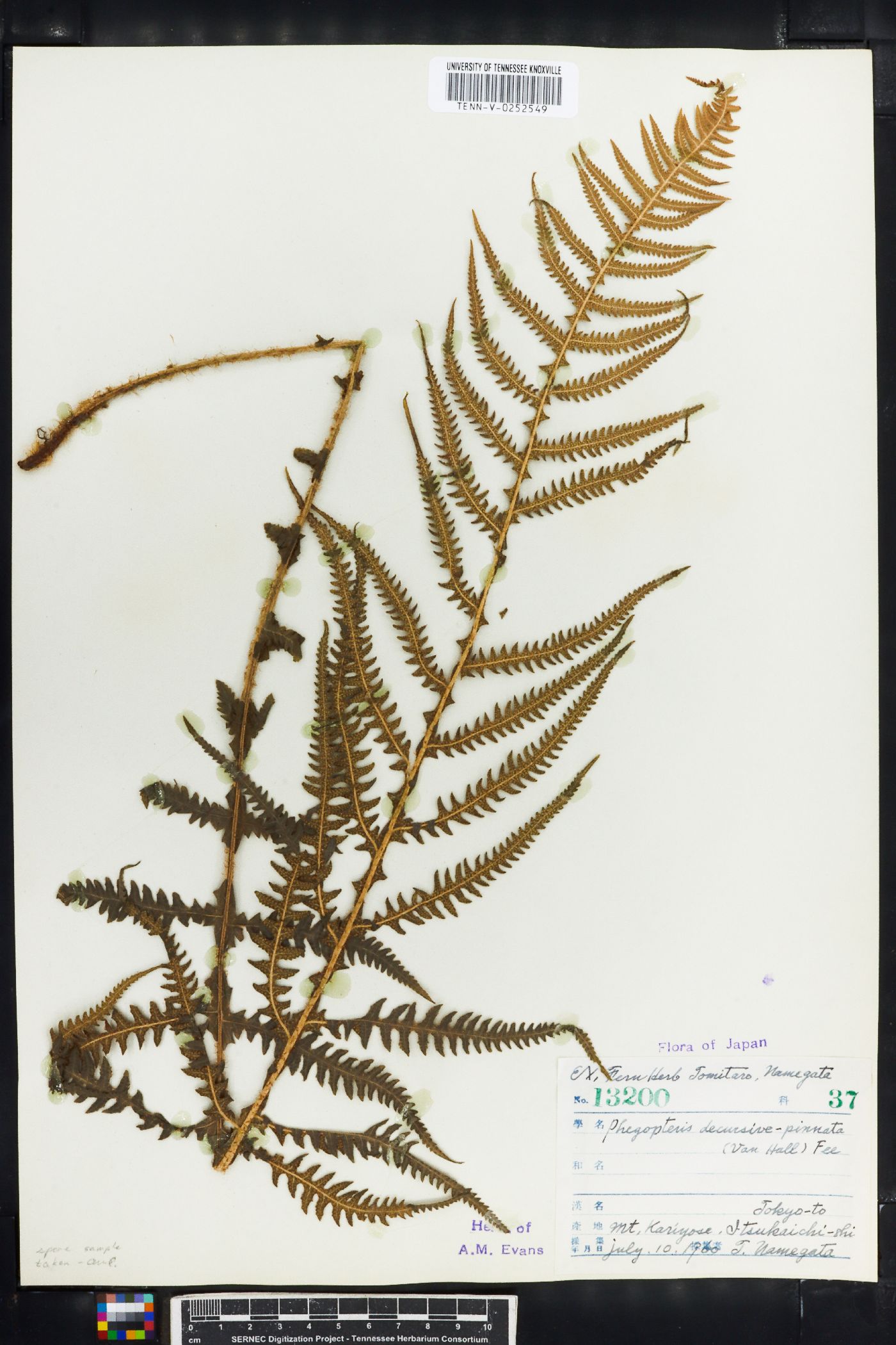 Thelypteris decursive-pinnata image