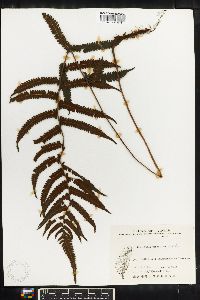 Thelypteris parasitica image