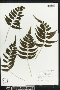 Asplenium abscissum image