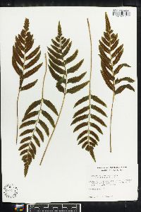 Asplenium abscissum image