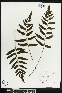 Asplenium abscissum image