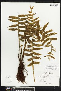 Asplenium alatum image