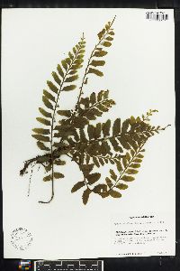 Asplenium alatum image