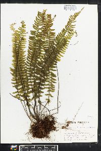 Asplenium argentinum image