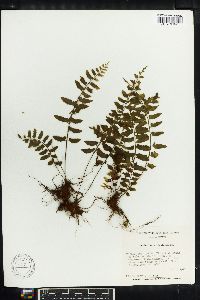 Asplenium auriculatum image