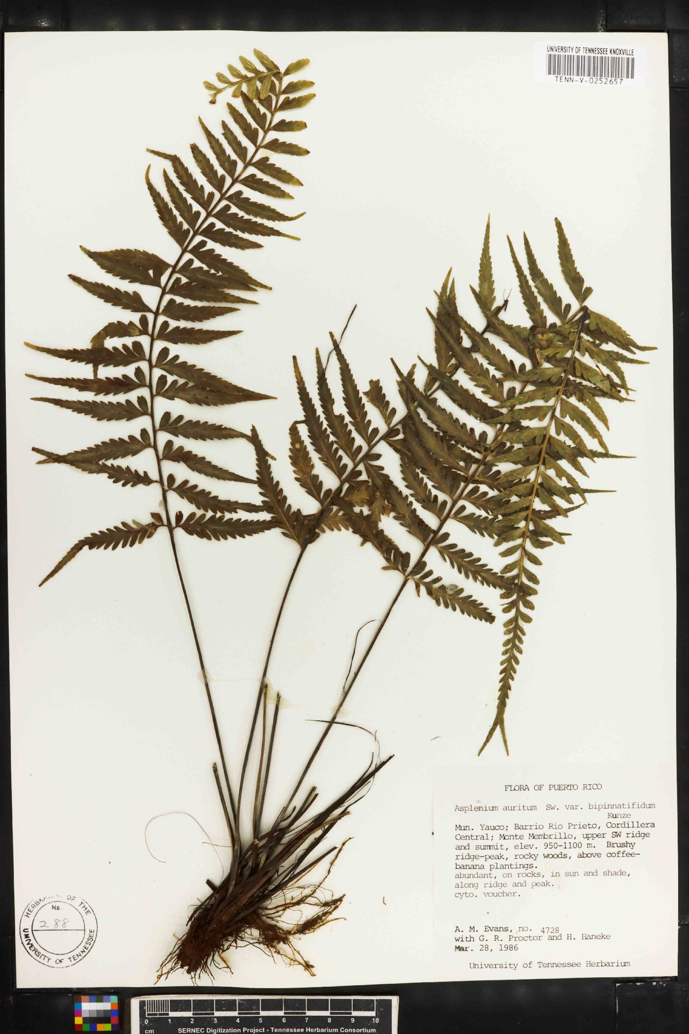 Asplenium erosum image