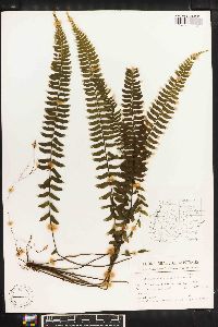 Asplenium claussenii image