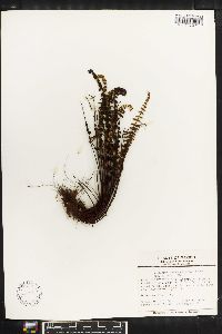 Asplenium blepharodes image