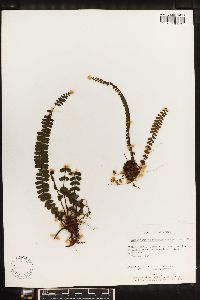 Asplenium castaneum image