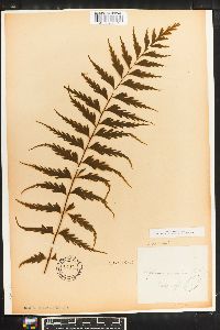 Asplenium caudatum image