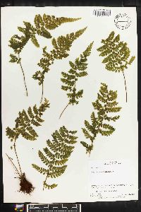 Asplenium cristatum image