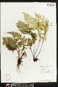 Asplenium cristatum image