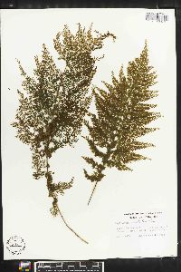 Asplenium cristatum image