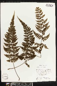 Asplenium cuneatum image