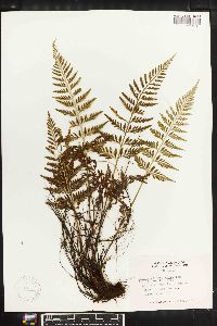 Asplenium cuspidatum image