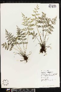 Asplenium cuspidatum image