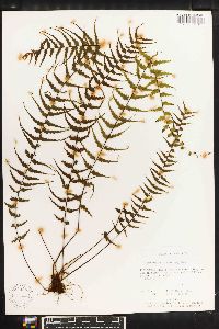 Asplenium dissectum image