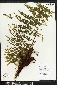 Asplenium eatoni image