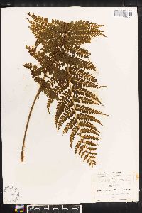 Asplenium eatoni image