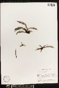 Asplenium exiguum image